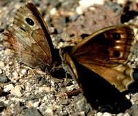 Parthenos sylvia salentia