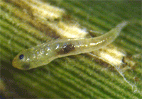 Lestes barbarus, prolarva