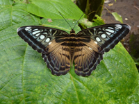 Parthenos sylvia salentia